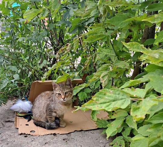 Иваново! Девочка и мальчик живут (2)