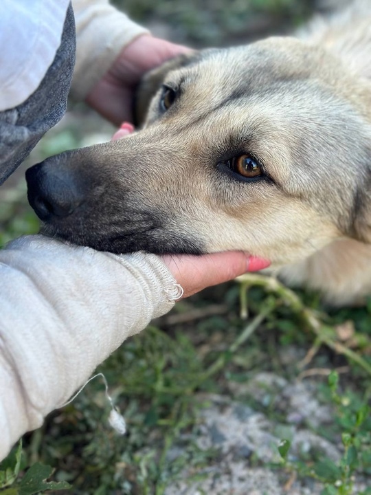 ПОМОГИТЕ Мэри СТАТЬ ДОМАШНЕЙ❤
 ●Стерелизована
