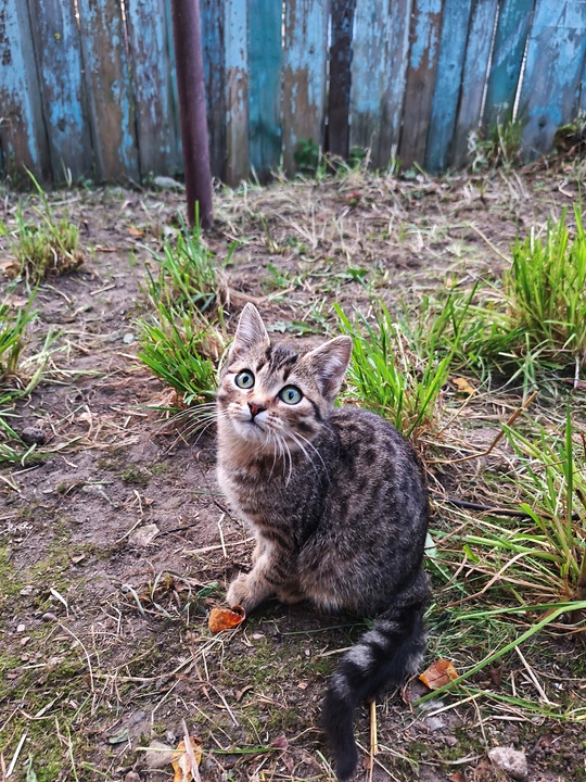 Ищет дом котик 4 месяцев.