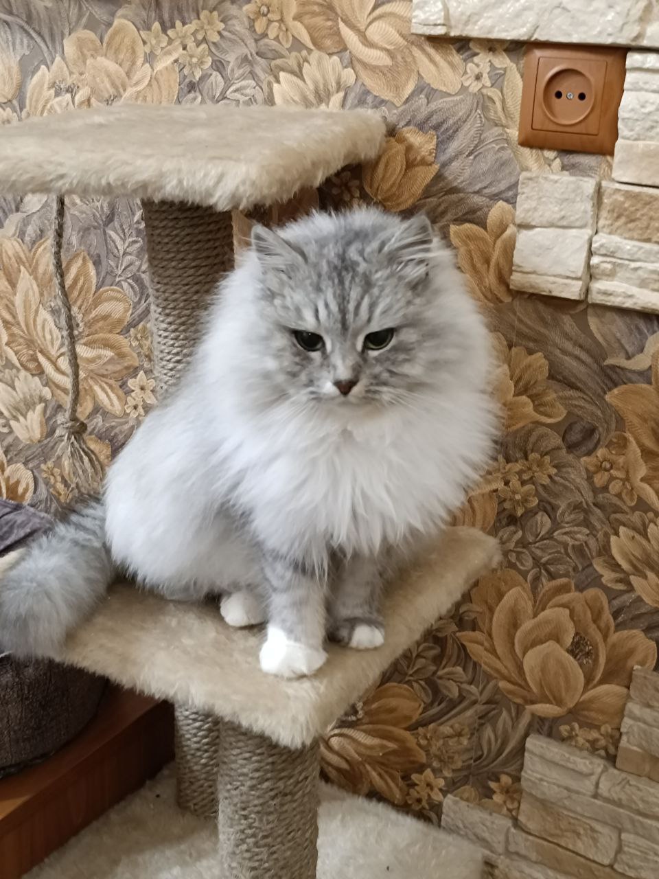 #котоДом #варвара

Донецк, Мариуполь, Москва

 