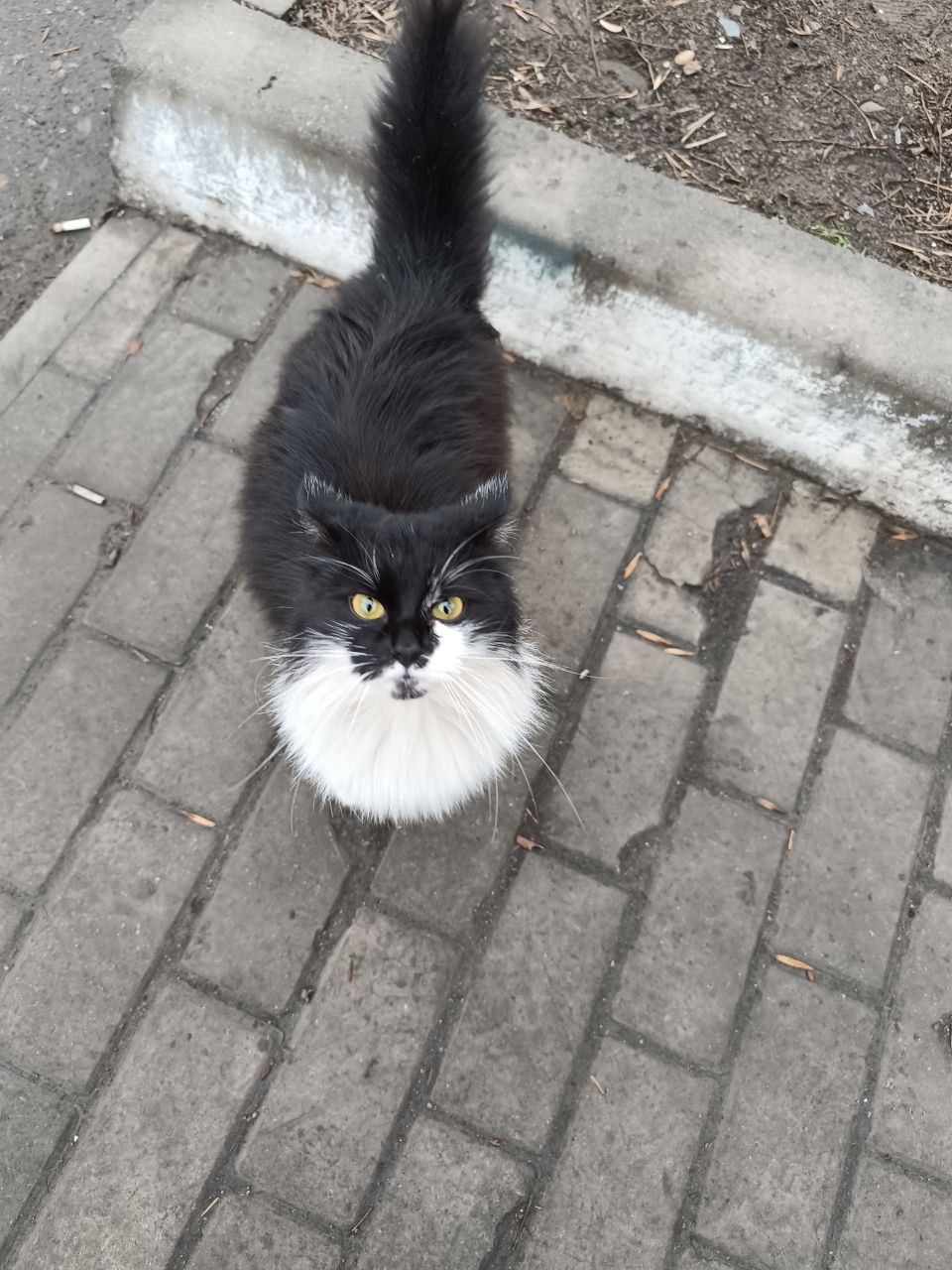 #котоДом #агнесса

Сегодня к нам вернулась