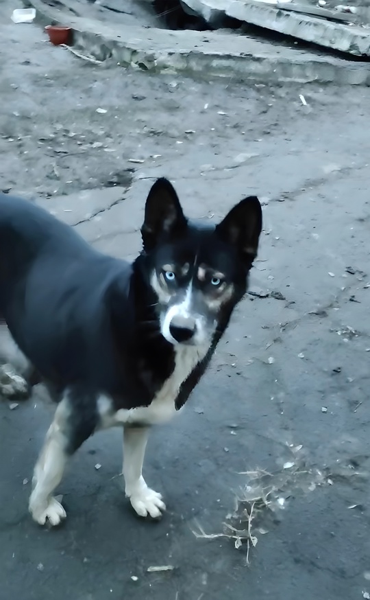 ДЕТИ ИЩУТ РОДИТЕЛЕЙ !!! 
Кому (8)