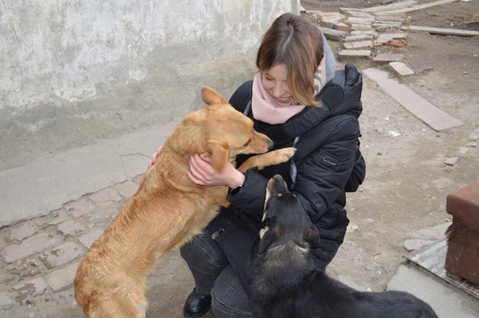 Приюту для животных «Помоги Другу» (1)