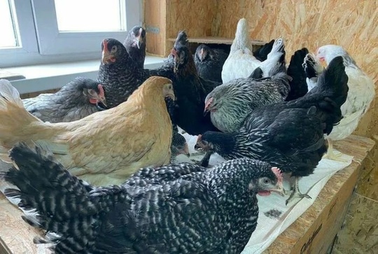 В продаже  молодняк несушек (3)