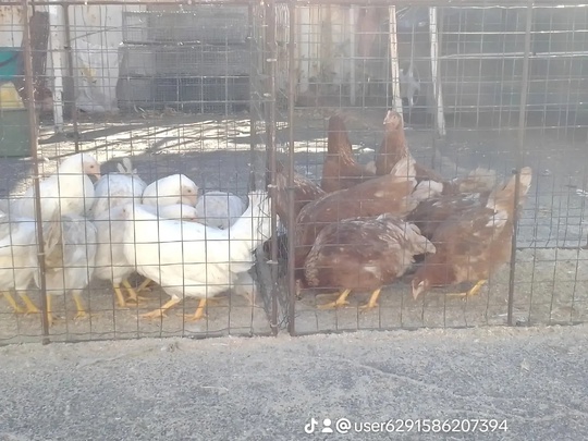 В продаже  молодняк несушек (5)