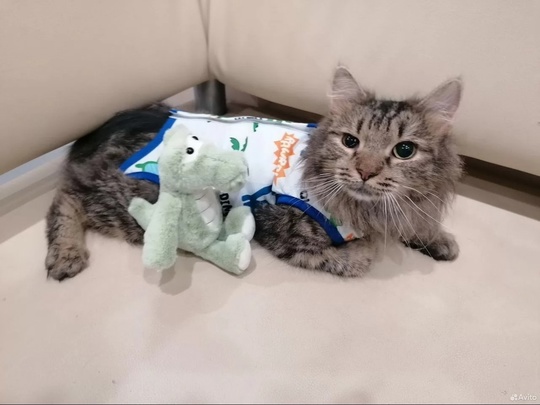 Кошечку Лизу нашли осенью в