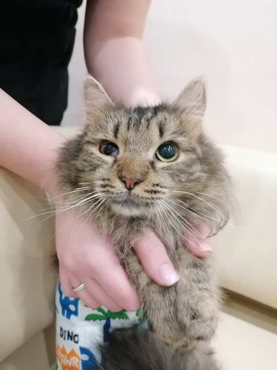 Кошечку Лизу нашли осенью в (3)