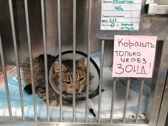 Кошечку Лизу нашли осенью в (4)