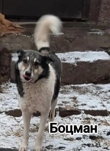 Алчевск.ЛНР.
Срочно!!! Раздаём простых собак,
Женщина, что (6)