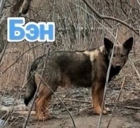 Алчевск.ЛНР.
Срочно!!! Раздаём простых собак,
Женщина, что (7)