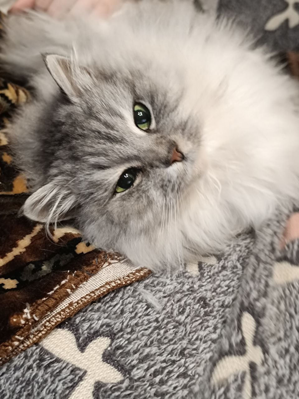 #котоДом #варвара

Донецк, Мариуполь, Москва

 