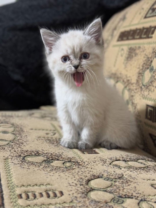 Котик и кошечка. Только хорошим,
