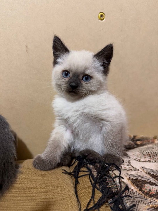 Котик и кошечка. Только хорошим, (1)