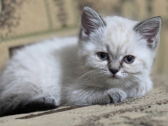 Котик и кошечка. Только хорошим, (2)