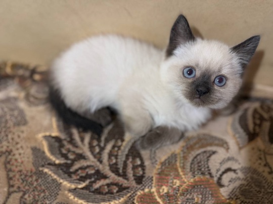 Котик и кошечка. Только хорошим, (3)