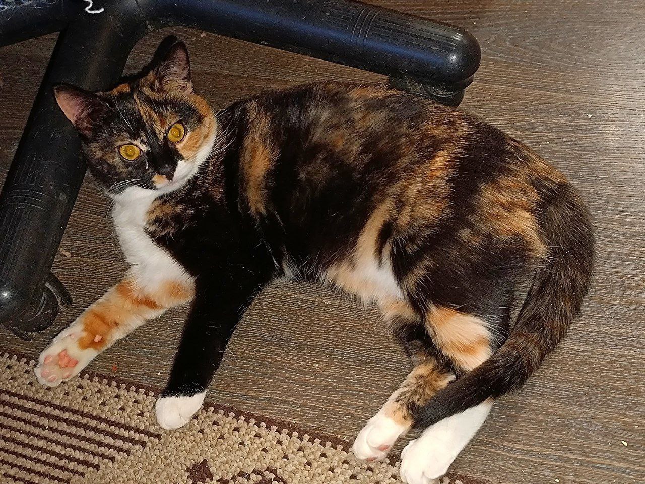 #котоДом #лисси
 Донецк, Мариуполь, Москва

 (1)
