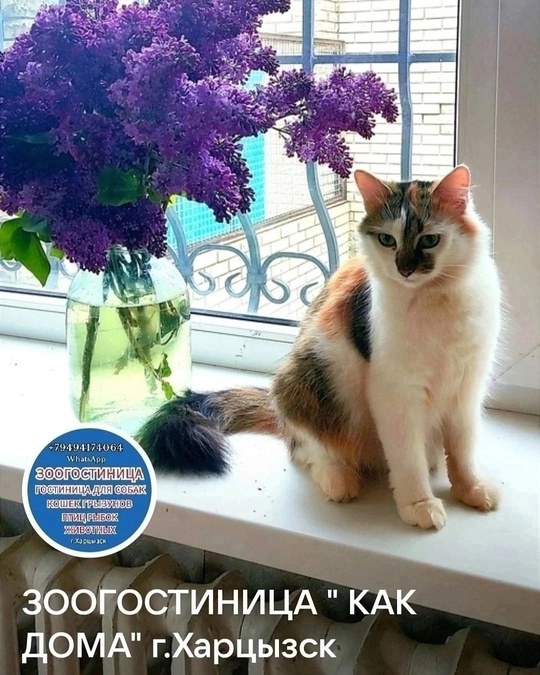 ГОСТИНИЦА ДЛЯ КОШЕК, КОТОВ, КОТЯТ