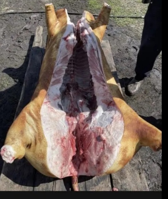 Продам, домашнюю свинину, тушами, полутушами.