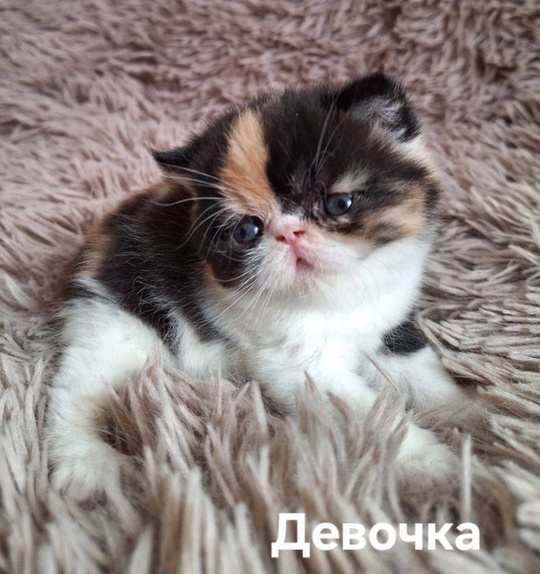 Донецк. Продаются экзоты экстремального типа (1)
