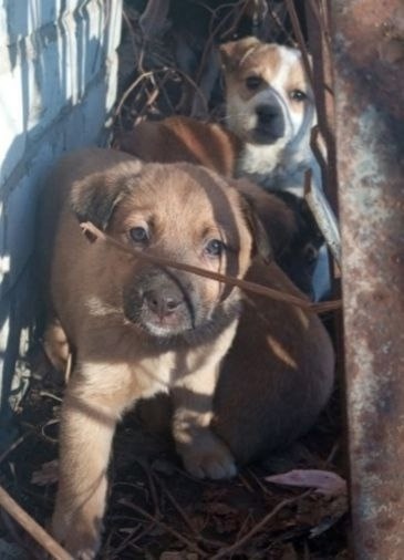 ПОЖАЛУЙСТА ОПУБЛИКУЙТЕ 
МАЛЫШКИ ИШУТ ДОМ (1)