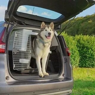 Продам:
 Бокс для перевозки крупных (3)