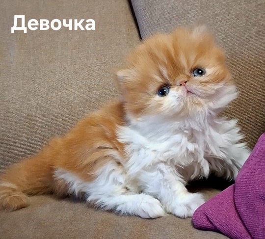 Донецк. Продаются экзоты экстремального типа