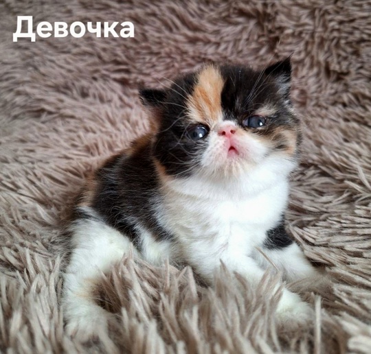 Донецк. Продаются экзоты экстремального типа (1)