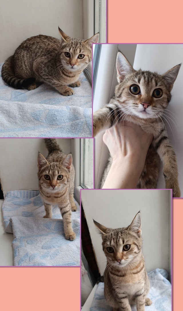 #котоДом #виски

❤️У нас утренний подарочек..
Знакомьтесь,