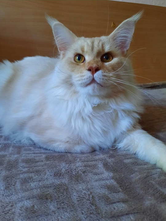 Молодой, опытный, ухоженный котик породы