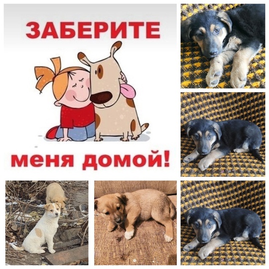 Малышкам нужен дом 
Вот такие
