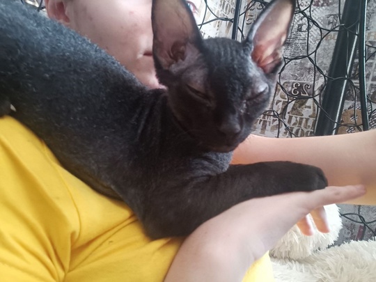Продается котик канадский сфинкс Браш.