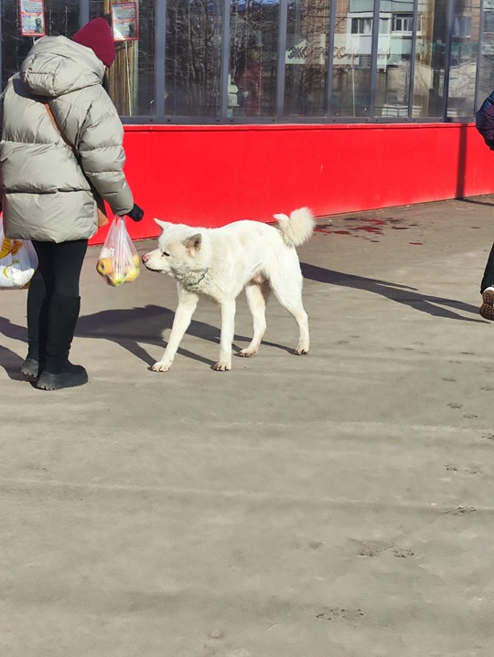 На спаре на кольце мирного, (1)