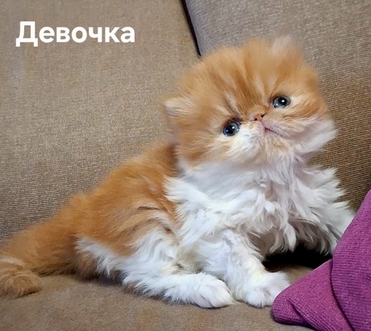 Донецк. Продаются экзоты экстремального типа