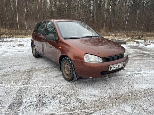 Продается калина в цвете 285 (3)