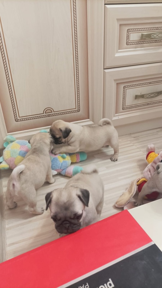 ❗СУПЕР СКИДКА НА МОПСЯТ ❤️
 (2)