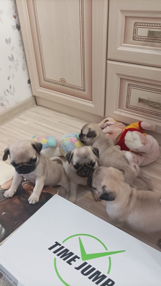 ❗СУПЕР СКИДКА НА МОПСЯТ ❤️
 (3)