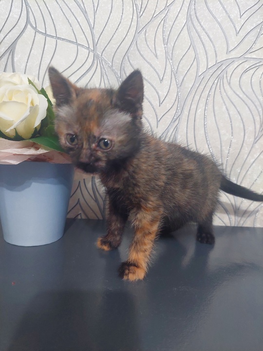 Котята в красивой шубке,очень игривые
К