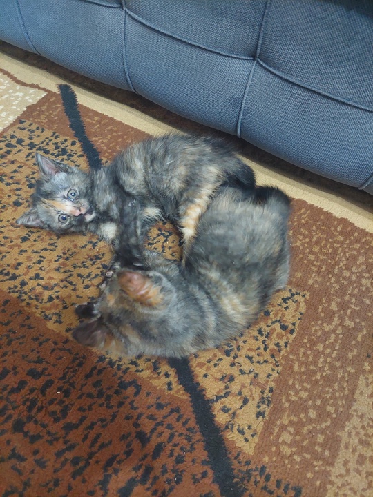 Котята в красивой шубке,очень игривые
К (1)