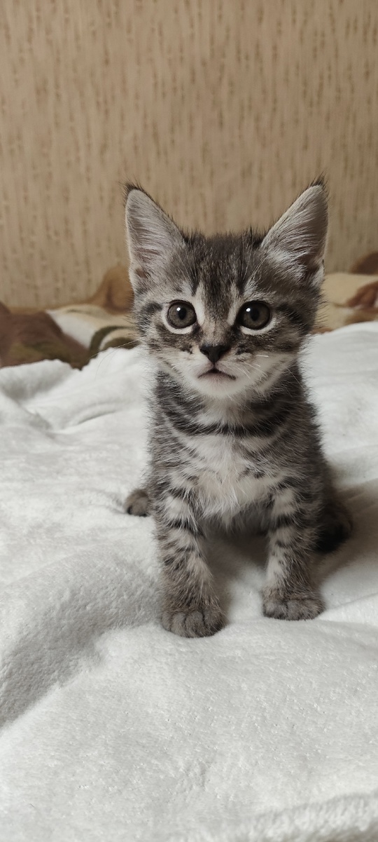 Продам котят породы скоттиш фолд