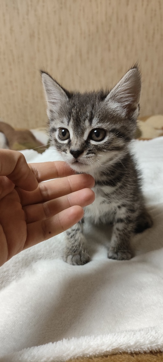 Продам котят породы скоттиш фолд (1)
