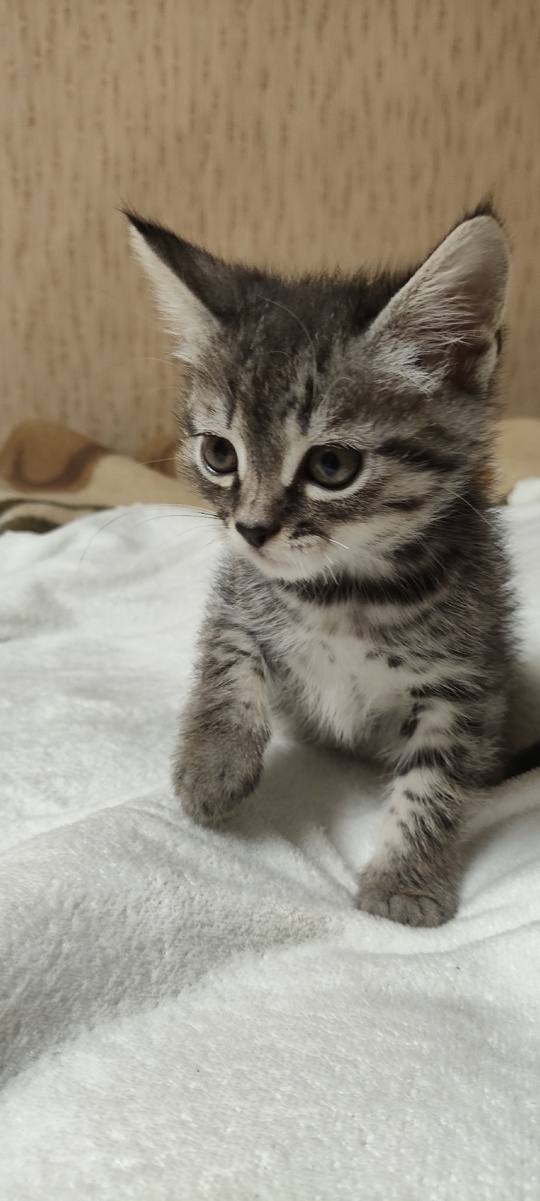 Продам котят породы скоттиш фолд (2)