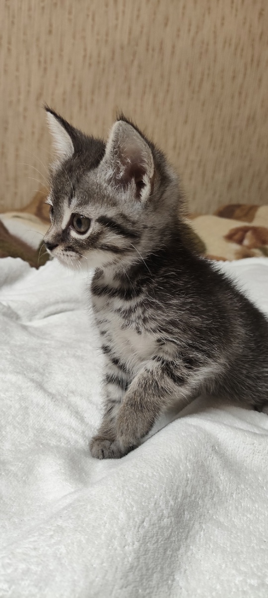 Продам котят породы скоттиш фолд (3)