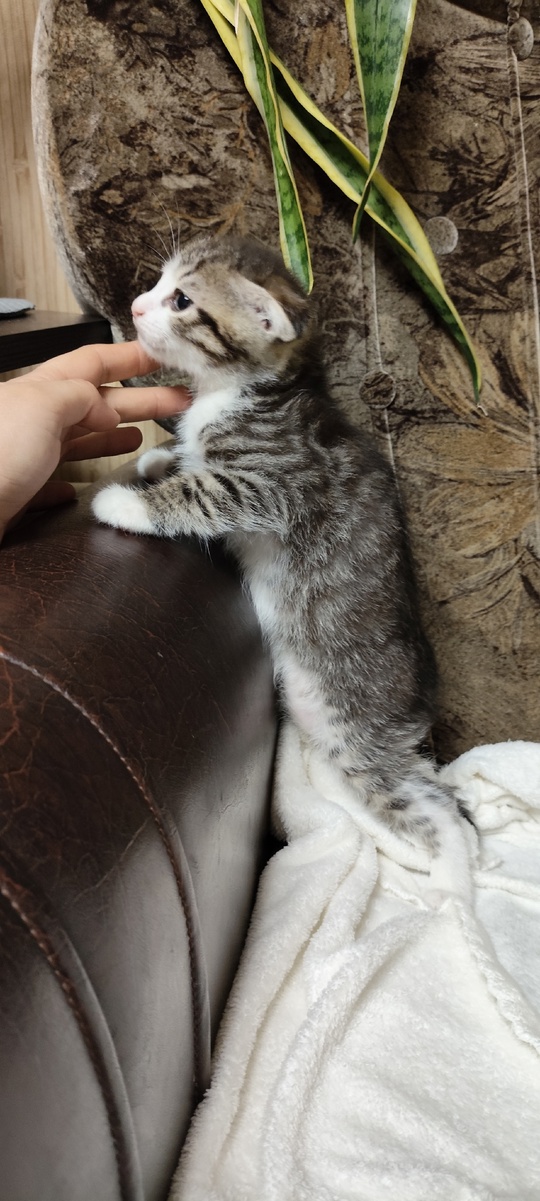 Продам котят породы скоттиш фолд (4)