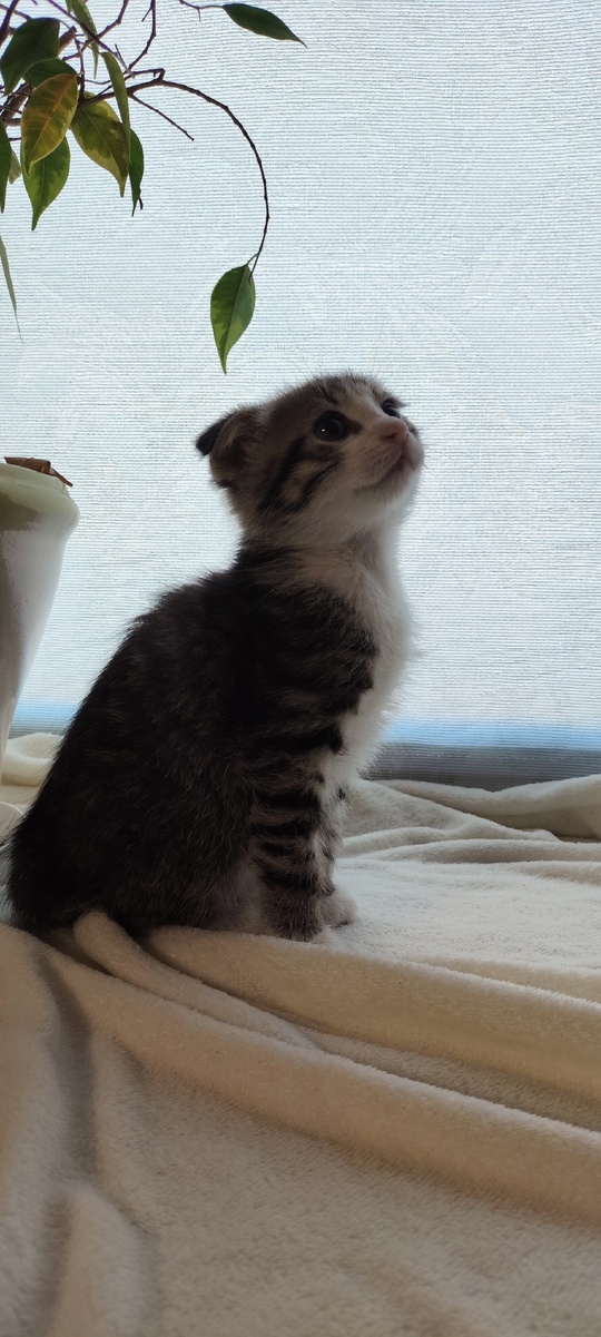 Продам котят породы скоттиш фолд (5)