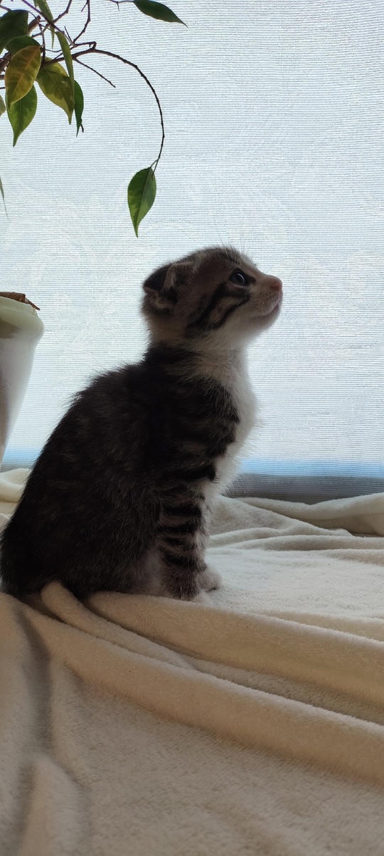 Продам котят породы скоттиш фолд (6)