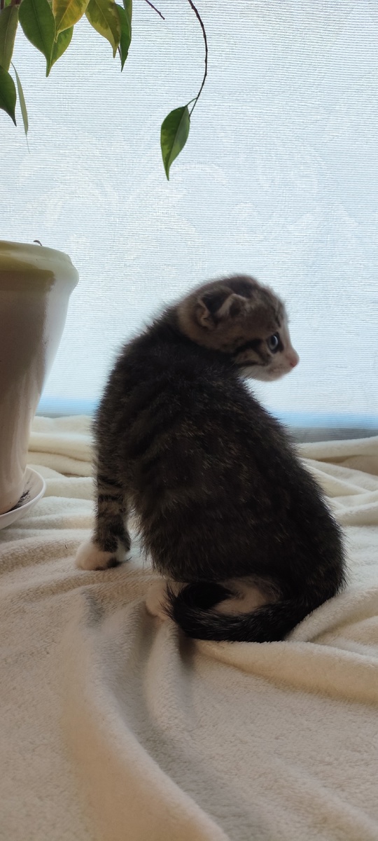 Продам котят породы скоттиш фолд (7)