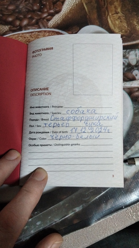 Продажа щенков стаффордширского терьера! 
Щенки (9)