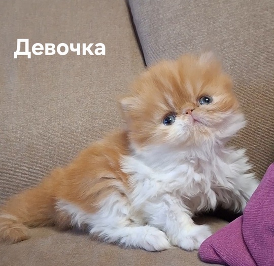 Донецк. Продаётся персидская девочка экстремального