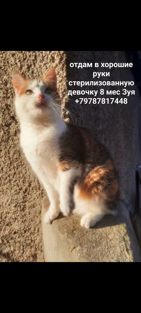 Отдам в хорошие руки котиков (2)