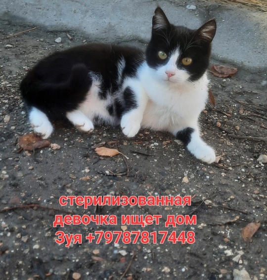 Отдам в хорошие руки котиков (3)